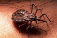 /album/fotogaleria/enfermedad-de-chagas-jpg/